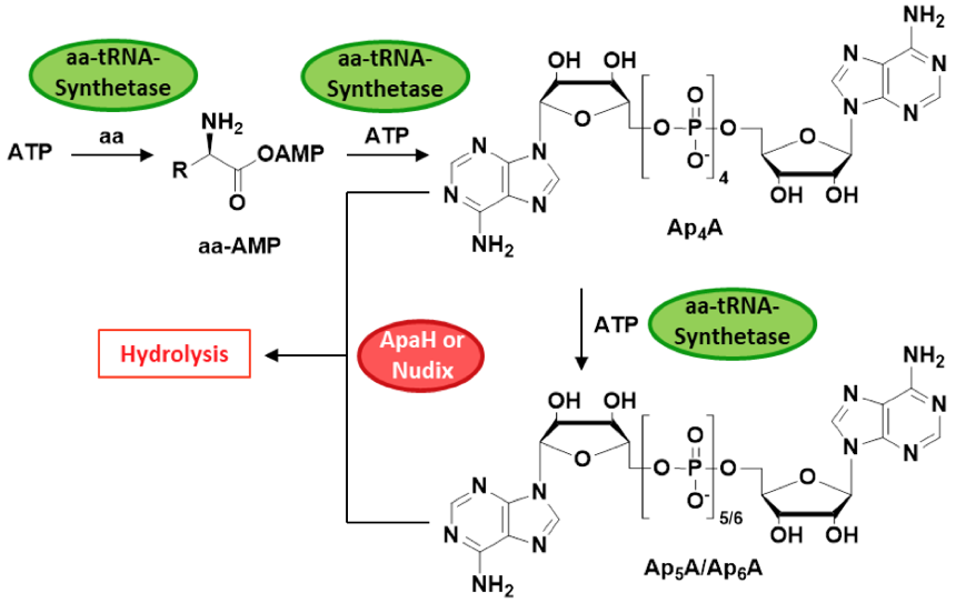 Scheme 1: Biosynthesis and clearance of ApnAs.