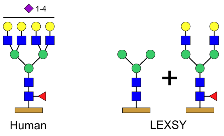 Figure 1: Comparison between the glycosylation patterns of human and LEXSY-produced proteins.