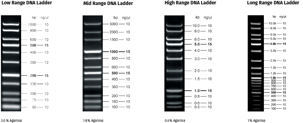 High Range DNA Ladder