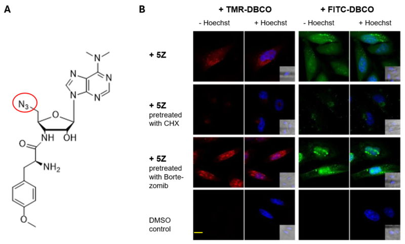 Figure 1: 5‘-Azido-puromycin labels newly synthesized proteins in cell culture (adapted from Ge et al. [2]).