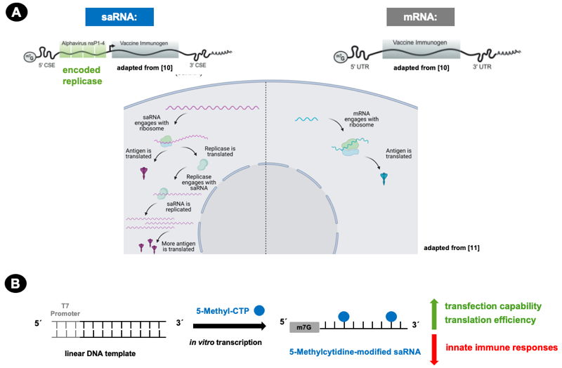 Figure 1: Advantages of self-amplifying RNA (saRNA) are fully exploited by 5-Methylcytidine modification.