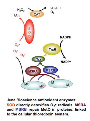 enzymes properties of 6 Bioscience Proteins Jena Antioxidant